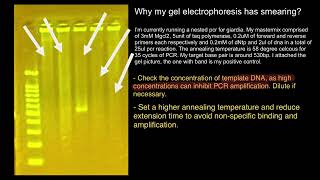 Gel Electrophoresis and PCR troubleshooting