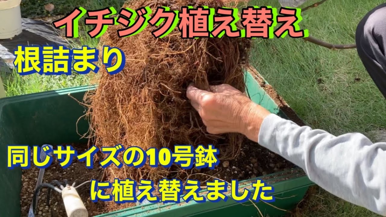 イチジクの交換 皮ごとイチジク新品種…愛知県農業試験場 30年頃から出荷へ ：地域