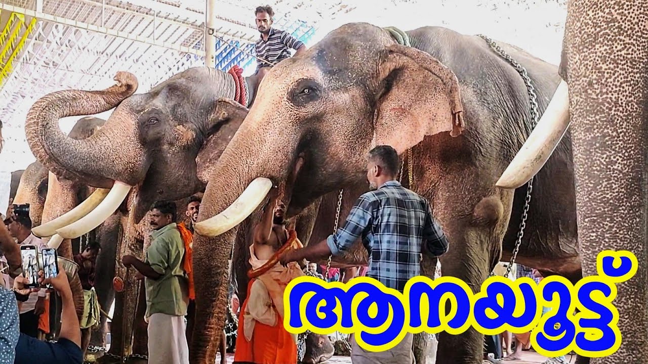 ആനയും ഹാപ്പി, നമ്മളും ഹാപ്പി | Shri Bhavaneeshwara Mahakshethram | Temple | Festival | Ulsavam