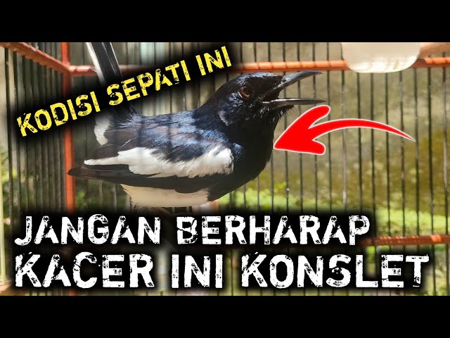 WAJIB LAKUKAN INI UNTUK KACER SEPERTI INI AGAR KACER KONSLET FULL MATERI class=