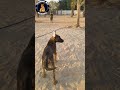 Aggressive Malinois Puppy Attacks Caucasian Shepherd جرو مالينوا شرس يهجم علي الراعي القوقازي 