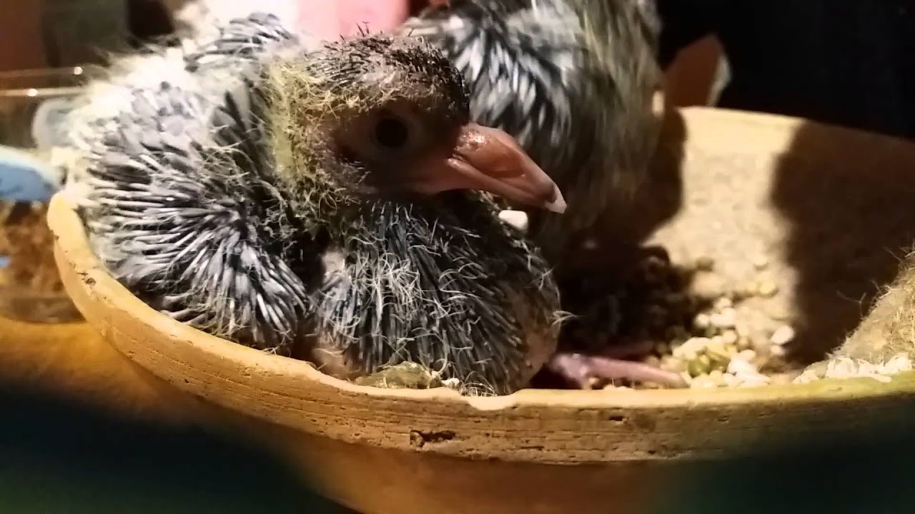 Deel 1 jonge duiven voeren met de mond