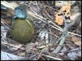 Dung beetles fighting