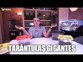 TARÁNTULAS · Arañas GIGANTES y peligrosas 🕷 || Salvajes