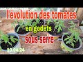 Lvolution des tomates semer en godets sous protection