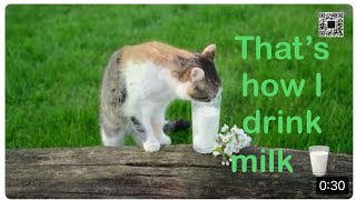 That's how this beautiful kitten likes to drink her milk