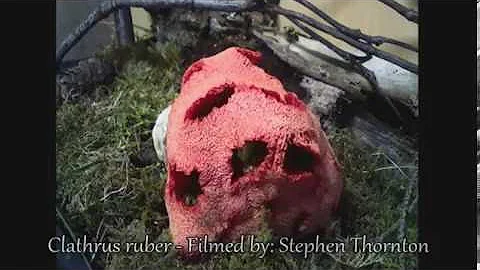 Red Cage Stinkhorn Fungus Time Lapse