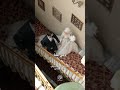 نشيد دربنا الأحلى خطوبة افراح رومانسي احمد درويش
