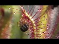 Best sundew bugeating plant timelapse compilation from the last 8 years