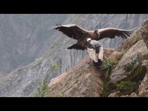 Video: Colca Canyon, Panduan Perjalanan Peru