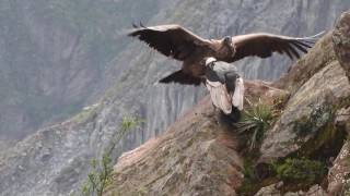 Condors of Colca Canyon, Peru April 8, 2016
