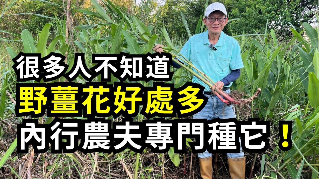 把野薑花當雜草砍掉太可惜了!地下莖直接能拔起來當薑塊吃，有些農夫甚至還當成經濟作物在種！| 阿星種植