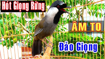 💞🍿Khướu Hót GIỌNG RỪNG CỰC HAY💥 / LUYẾN LÁY - NHIỀU GIỌNG.giọng rừng kích khướu,khướu bổi hót hay.09