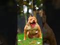 Pitbull baby and 🐶 #viral #trending #dog #viralvideos
