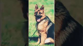 German Shepherd Pros & Cons مميزات وعيوب كلاب الجيرمن شيبرد