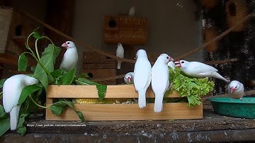 White Java Sparrow and Other Finches - End of July 2023