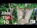 10 HAYOP NA MADALAS PAGKAMALANG ASWANG | Philippine Animals Commonly Mistaken As Ghouls and Demons