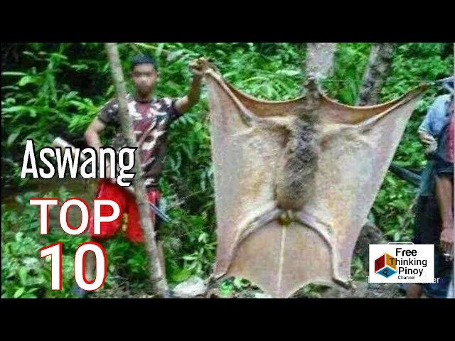 10 HAYOP NA MADALAS PAGKAMALANG ASWANG | Philippine Animals Commonly Mistaken As Ghouls and Demons class=