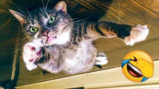 Best Funny Animal Videos 2021 - Cute 😹 Cats And 🐶 Dogs Reactions