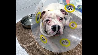BC SPCA End of Year Video 2023