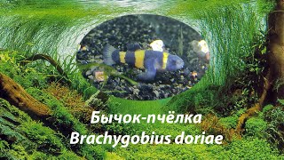 Бычок-пчёлка / Brachygobius doriae