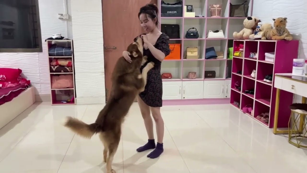 Kwan Tries to Cheer Up Angry TOTO 😢🐶 Heartwarming Dog Friendship Moment ❤️  Funny & Cute Pet Story