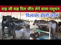 🌹🌹🌹Super Duper Murrah Animals at Dilawar Dairy Farm 🔥🔥 Show Quality Animals at Farm.Kuruksetra