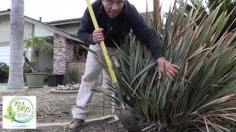 How to Trim and Maintain New Zealand Flax