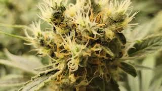 Week 8 Cannabis Flower 🌼