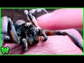 The process of making friends with a wolf spider