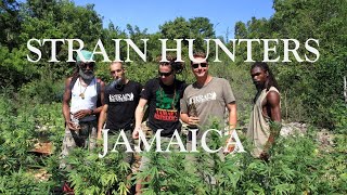 Strain Hunters на Ямайке | Озвучка Dzagi