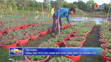 Tân Hưng: Nông dân tích cực chăm sóc hoa cung ứng thị trường Tết | LONG AN TV