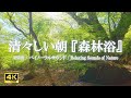 鳥のさえずりと清らかな湧水の川音で始まる朝 ~心が整う森林浴の音風景|癒しの空間作り、ストレス緩和【ASMR 4K】