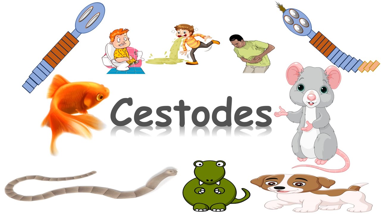 مقدمة ال cestodes