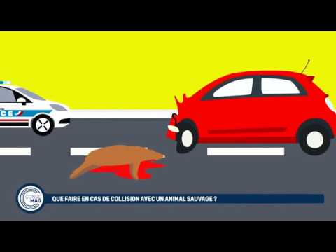 Collision avec un animal : fonctionnement de l'assurance auto - MAIF