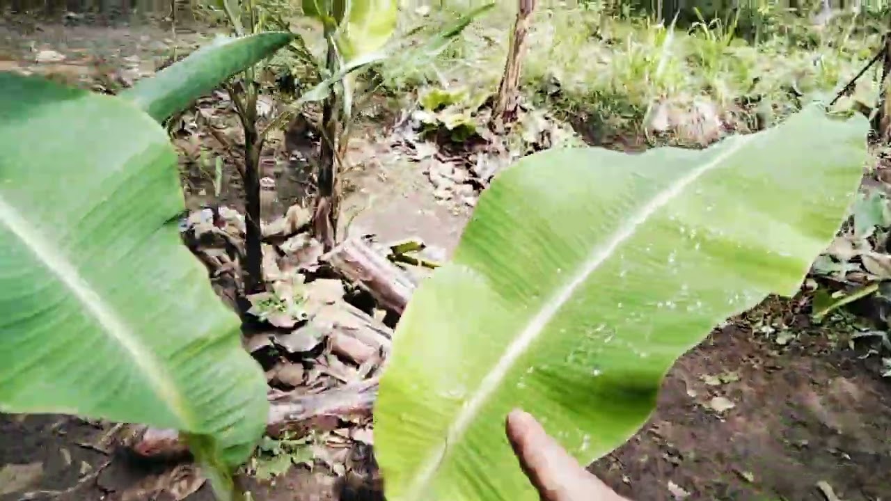 Kebun pisang Barlin/muli#bibis