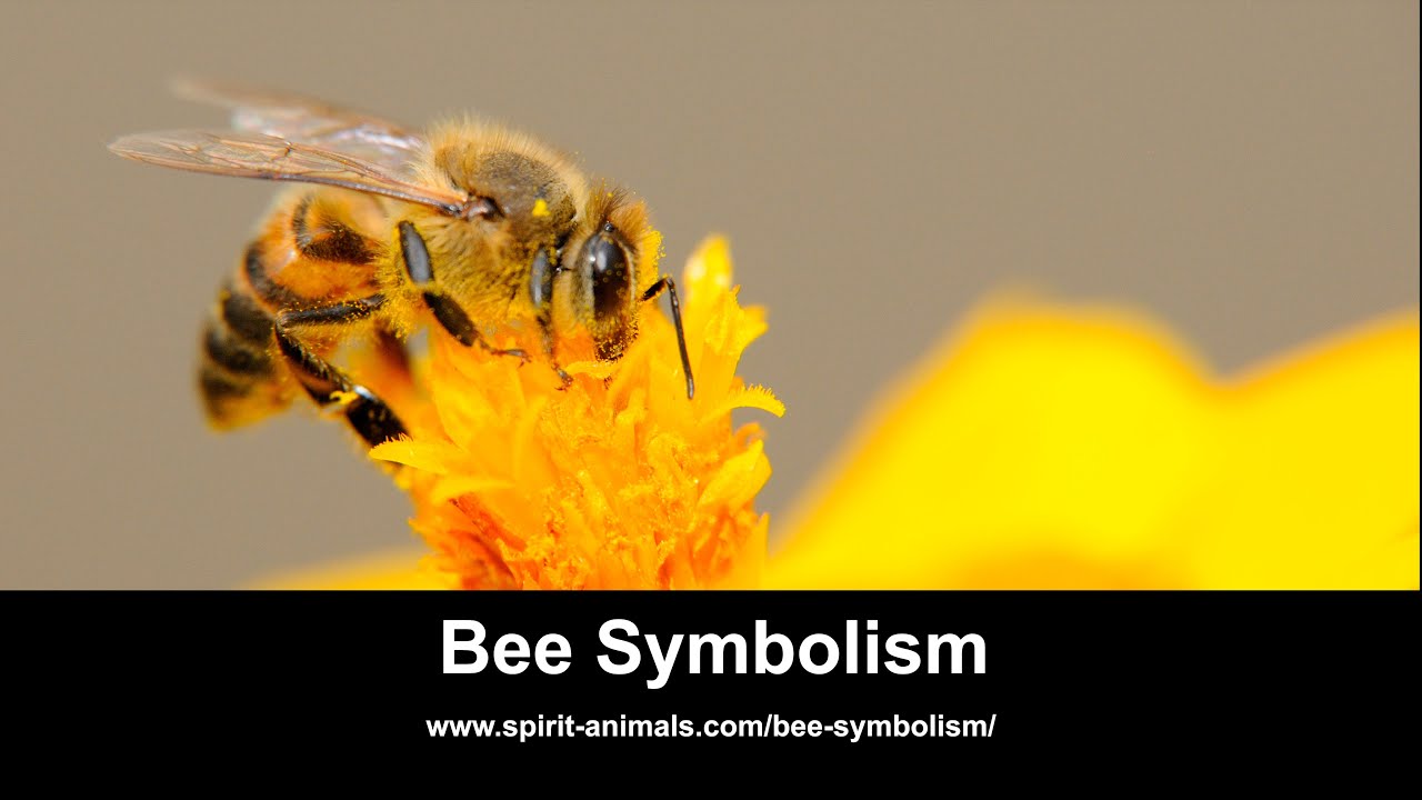 Bee Symbolism & Meaning  Spirit, Totem & Power Animal