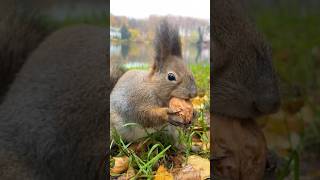 Как он ловко крутит орешек 🌰😍 #animals #nature #squirrel