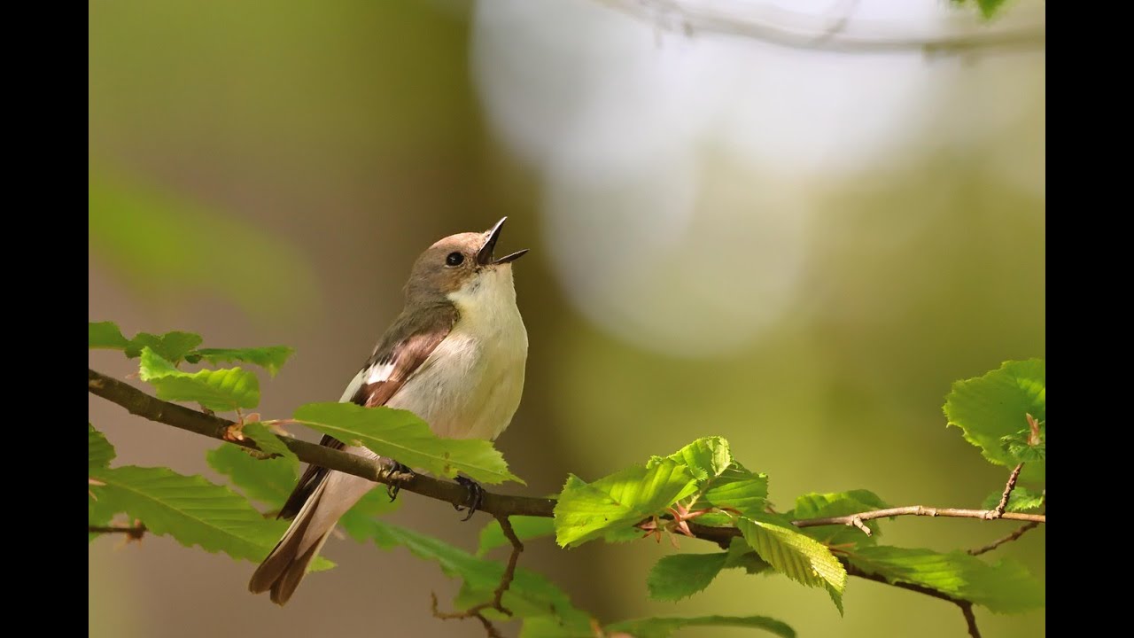 Bird Songs for Relaxation | Soothing Nature Sounds for Meditation ...