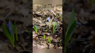 Canon 300d & Industar 50-2. Самая дешевая зеркальная камера и самый дешевый объектив.
