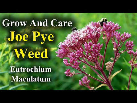 Vídeo: Joe-Pye Weed Plant: Cultivando e cuidando de Joe-Pye Weeds no jardim