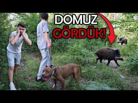 BOYKAYLA BESLEDİĞİMİZ DOMUZU GÖRDÜK! (uyandırdık)