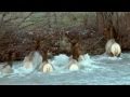 Elk crossing high water in the Naches River - high def version