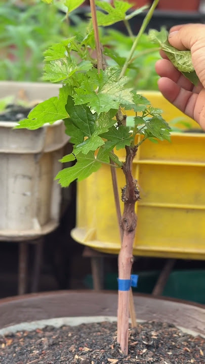 Proses awal bonsai anggur! #inspirasiberkebun #pohonanggur #bibitanggur #tabulampotanggur #garden