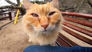 フワフワ長毛の茶トラ野良猫、撫で撫でしたら喜んで膝の上に乗ってきた。
