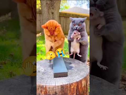 WATCH TILL END 😭🫣          #viral #funnyvideo #fun #comedyshorts #trending