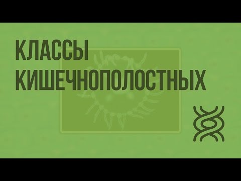 Классы кишечнополостных. Видеоурок по биологии 7 класс