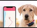 Обзор GPS/GSM трекера для домашних животных Tractive.