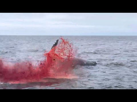 فيديو: لماذا تنفجر جثث الحيتان؟