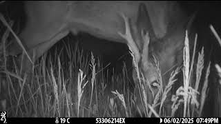 Roe buck in beaver wetland